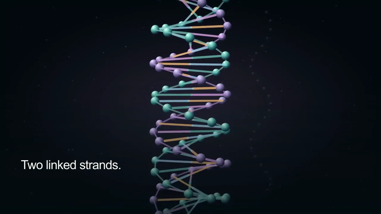 Two strands. A shared code.